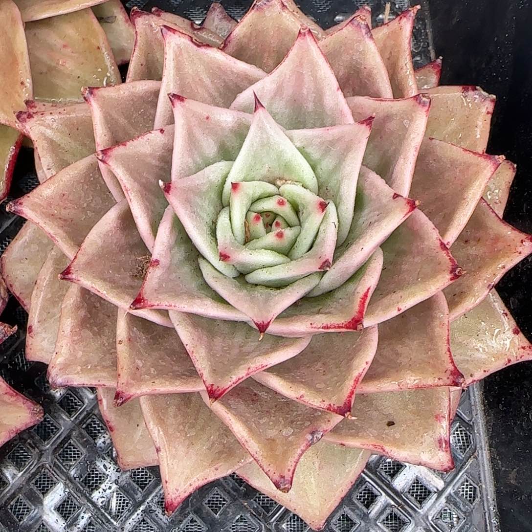 从前慢花园精选0116-星星锦