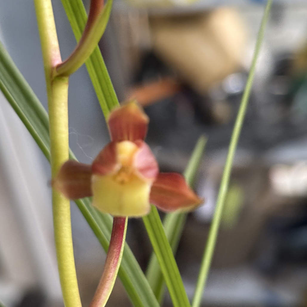 带花苞室内好养绿植四季兰花盆栽