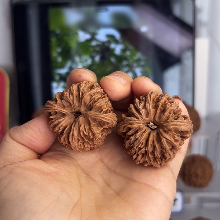 抖***抖南疆石狮子头一对