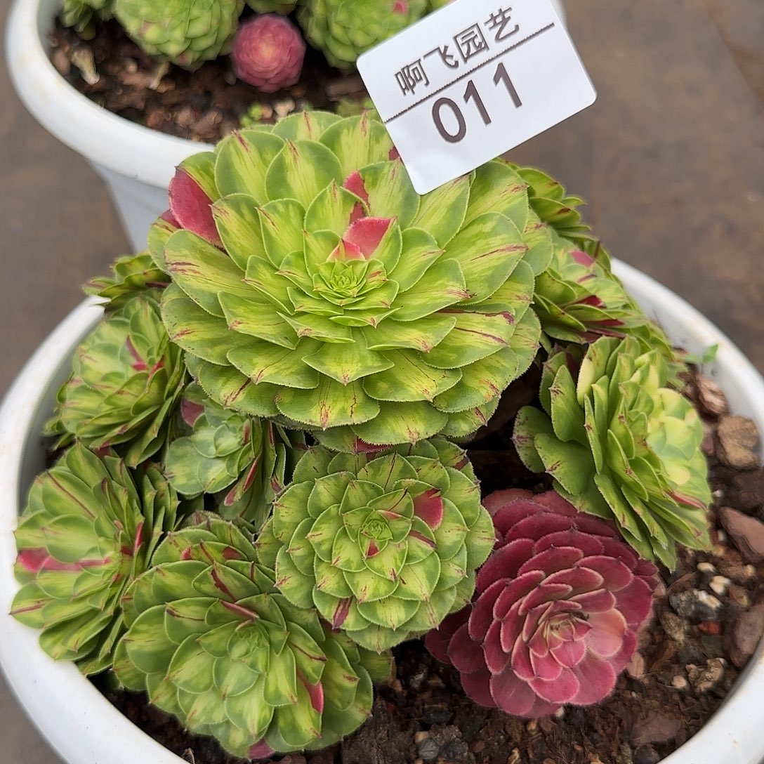 011多肉 知否福利法师