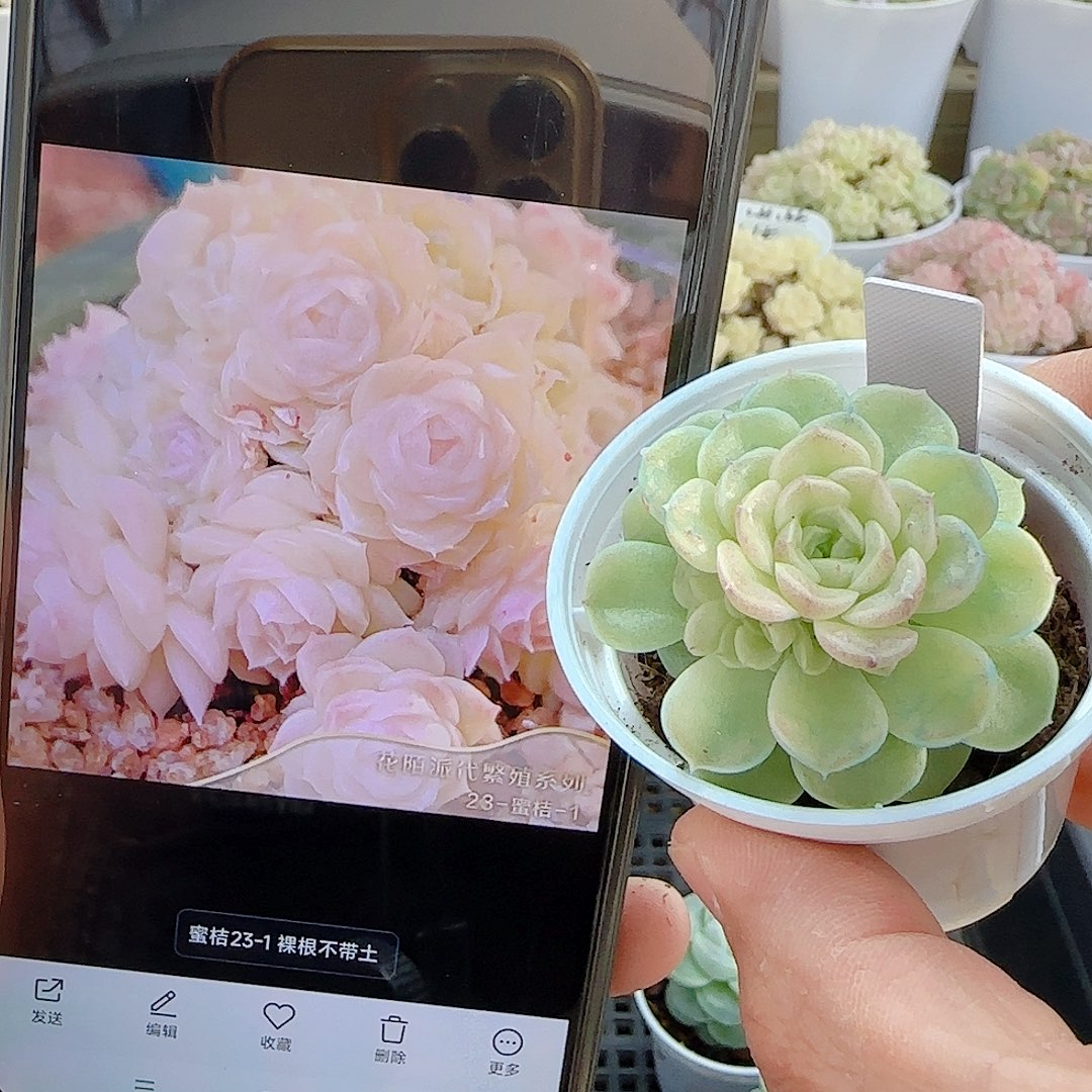 原***点1202-103（蜜桔23-1）专拍