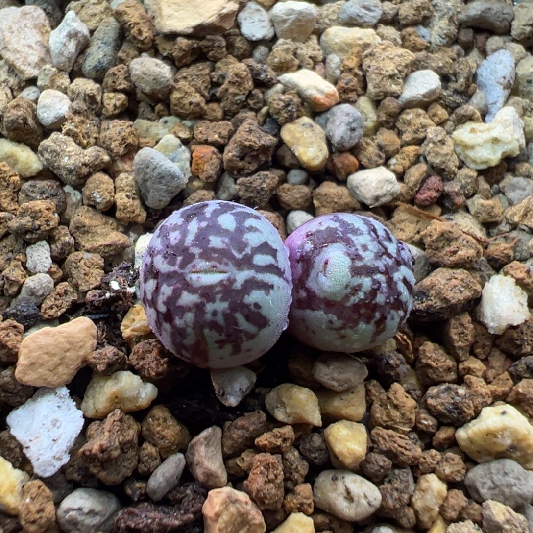 127双头bo墨后代一棵特