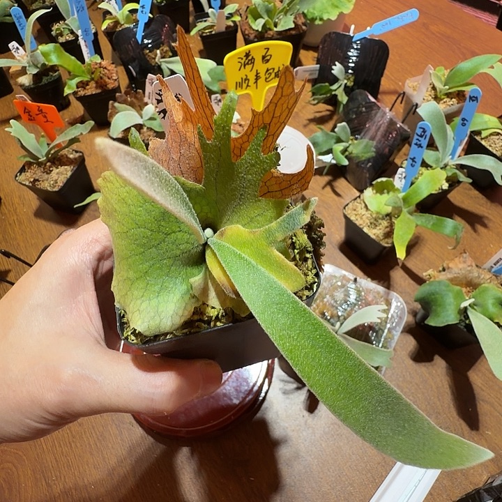 无花朵鹿野直播间竞拍Cosmo 