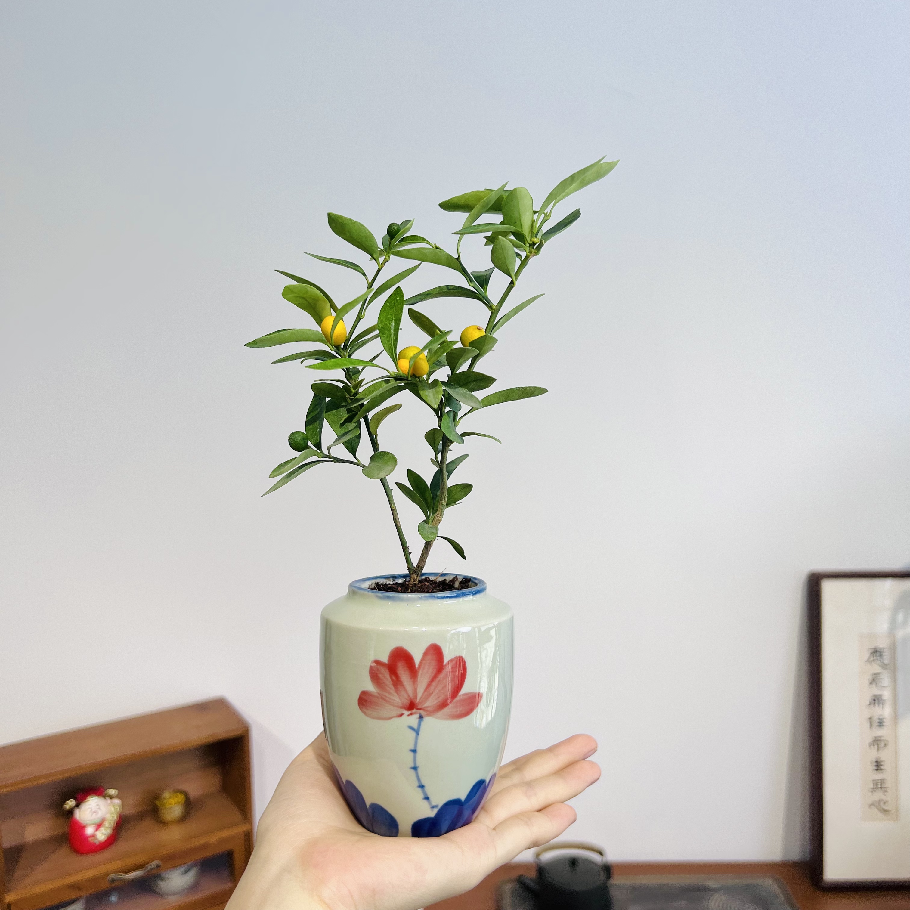 小金福豆带果子室内好养加赠手绘荷花陶瓷盆