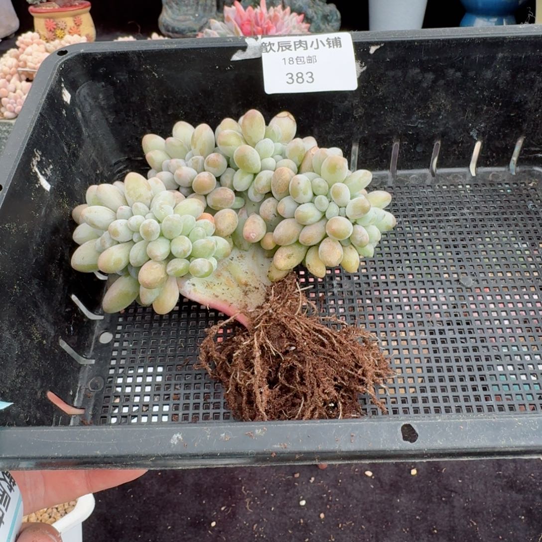 ?****?多肉植物汤圆缀383