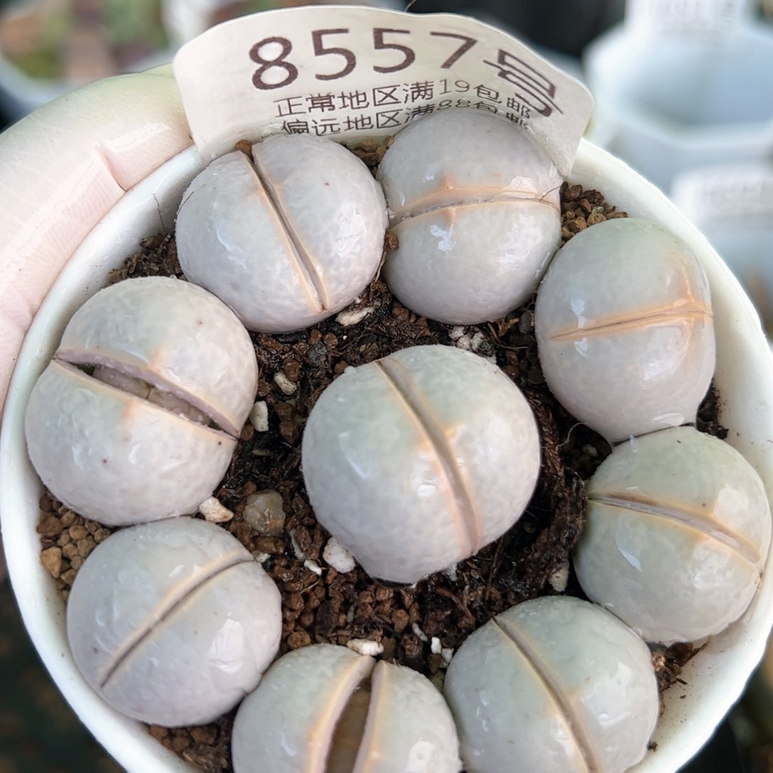 好养易活生石花大母本8557