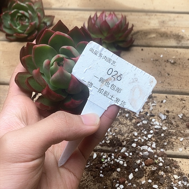 惊鸿仙子一物一拍026