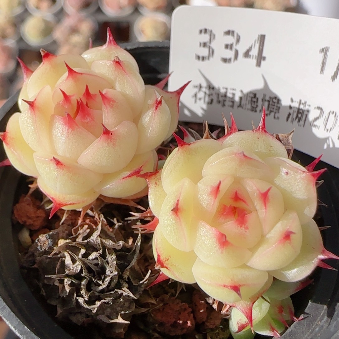 花语多肉0104-334散