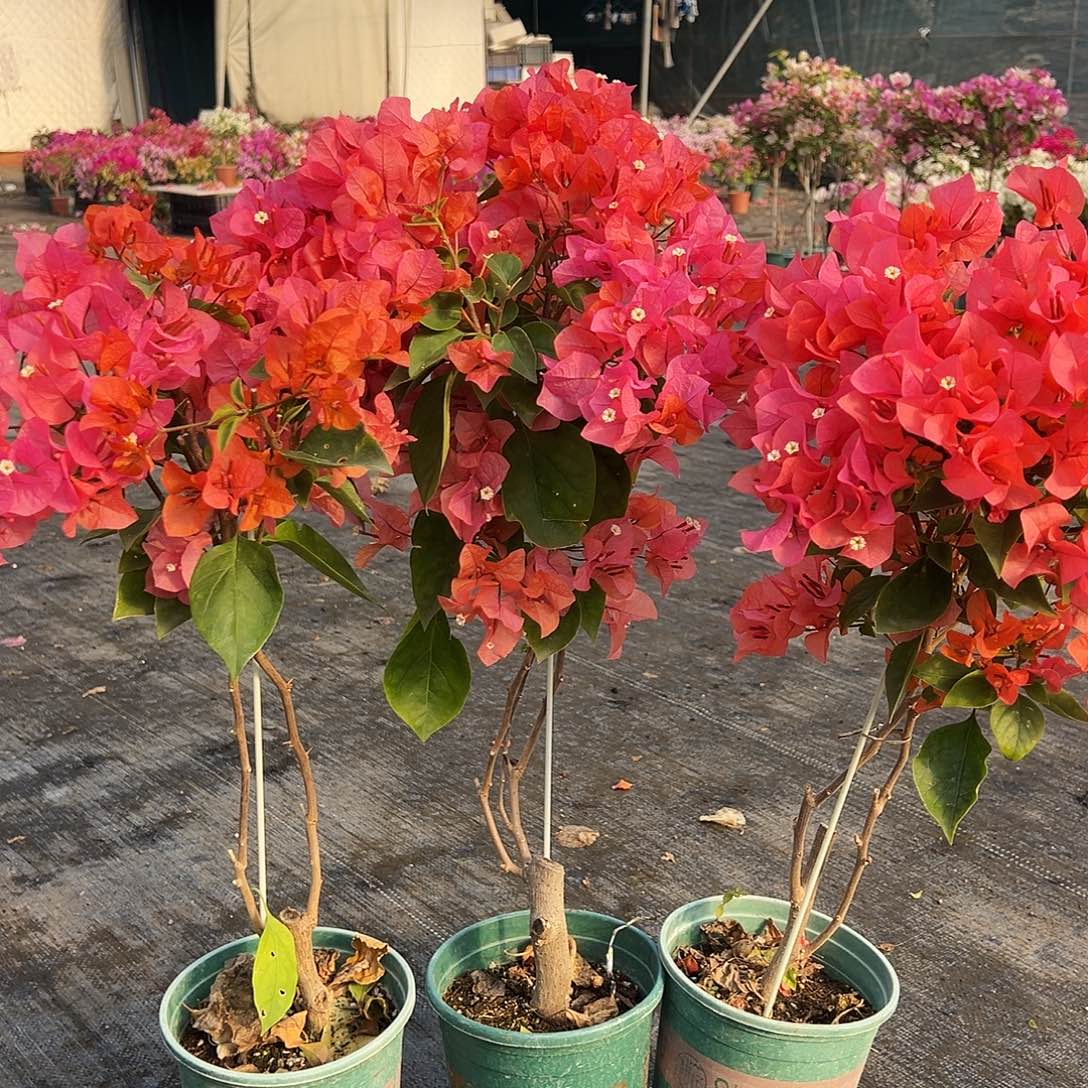 大部分花苞少量开放波妹棒棒糖带竹一棵