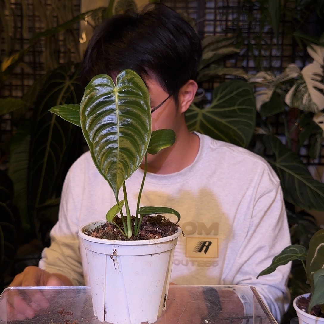 完全开放F03火鹤王