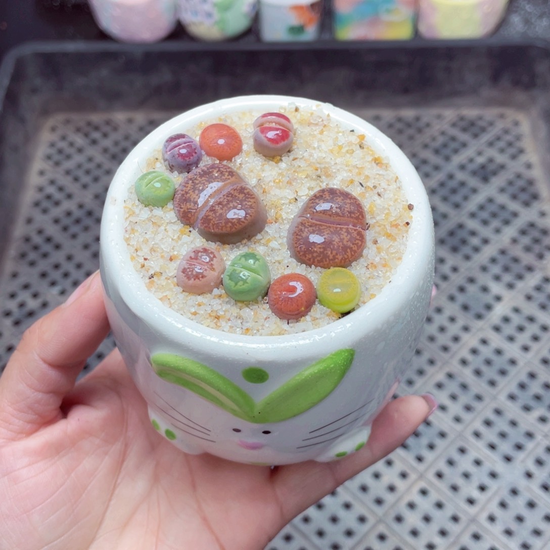 w7600 -零下地区拍保温箱-15支持寄养