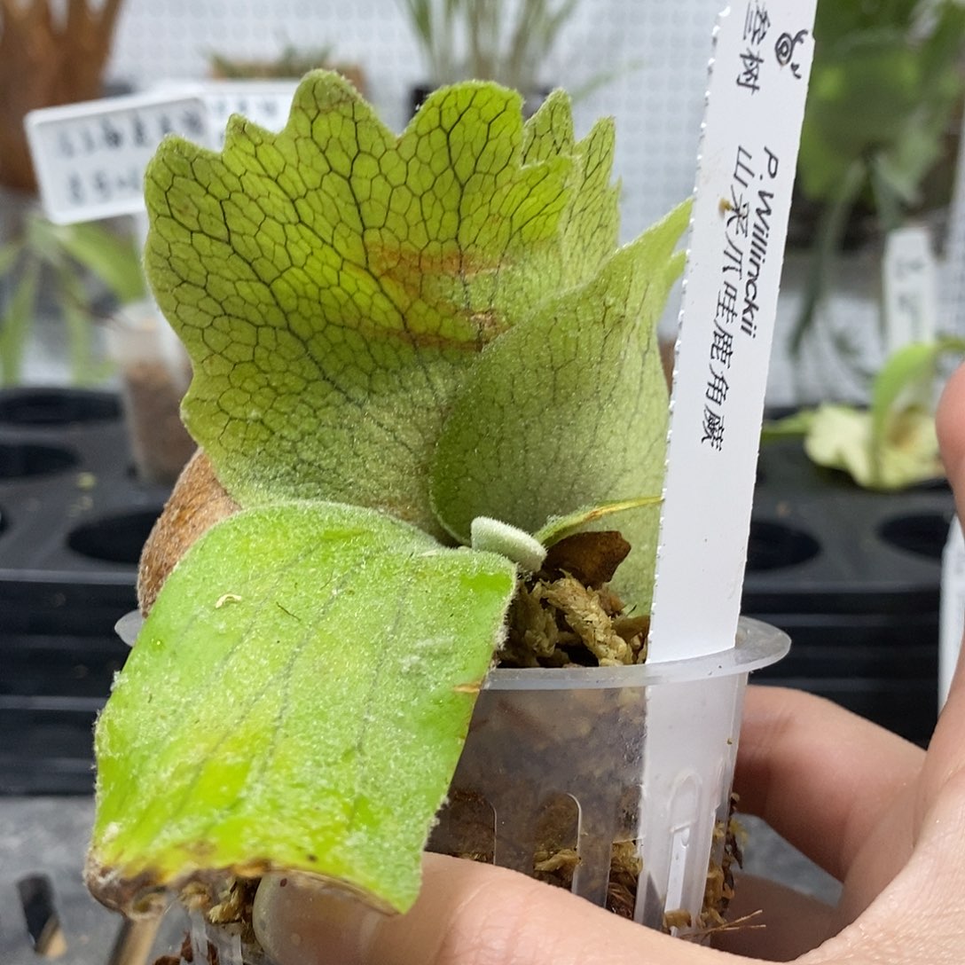 无花朵山采爪哇鹿角蕨