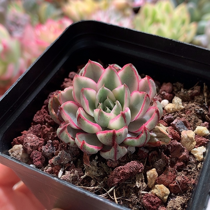 阿吉塔玫瑰腹轮锦