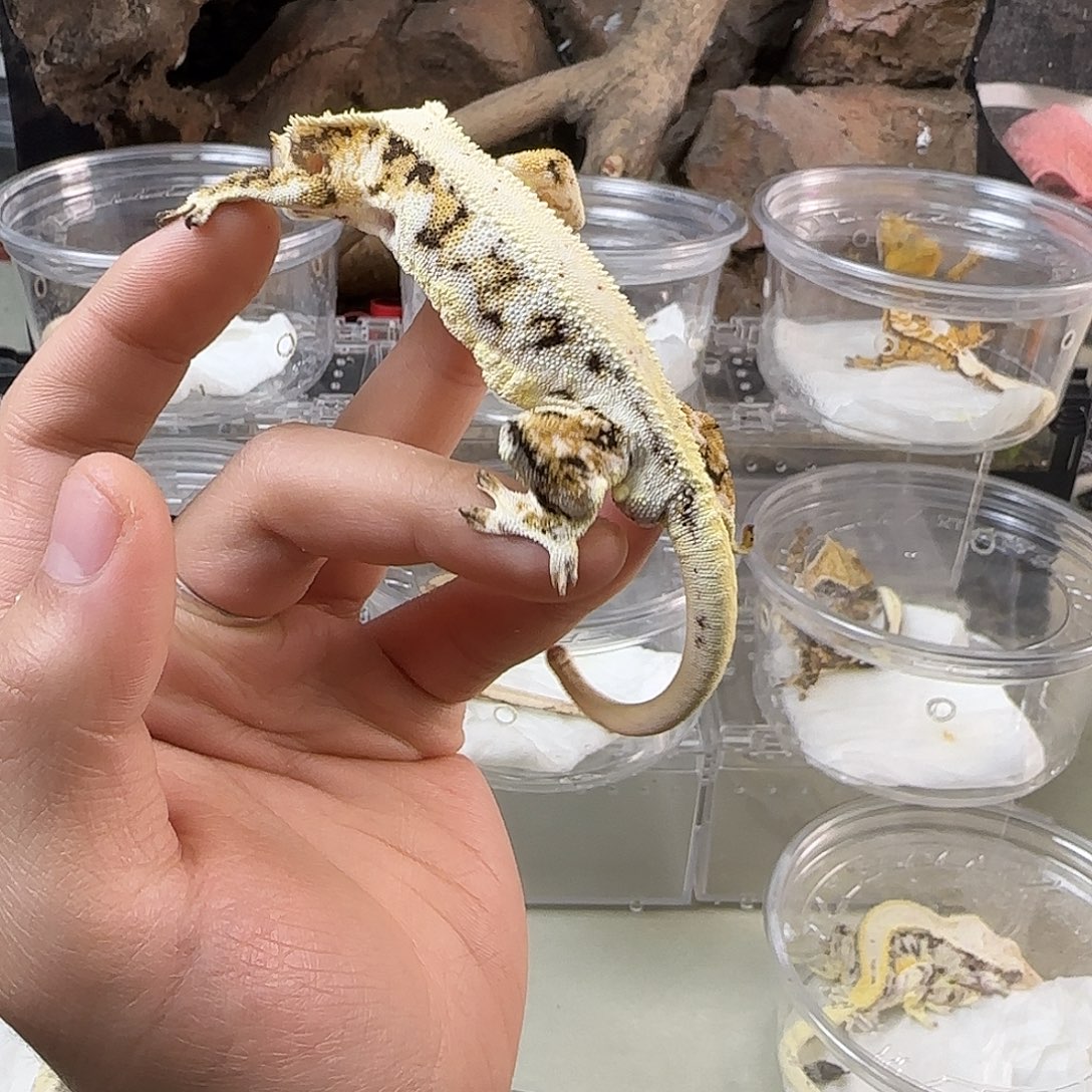 睫角守宫睫角高饱和三色莉莉满背