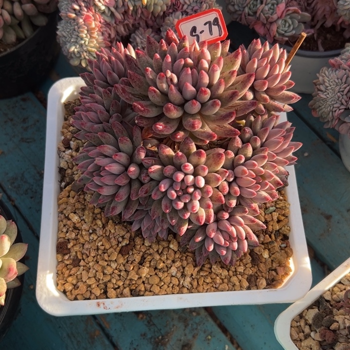 精品多肉植物老桩虞美人