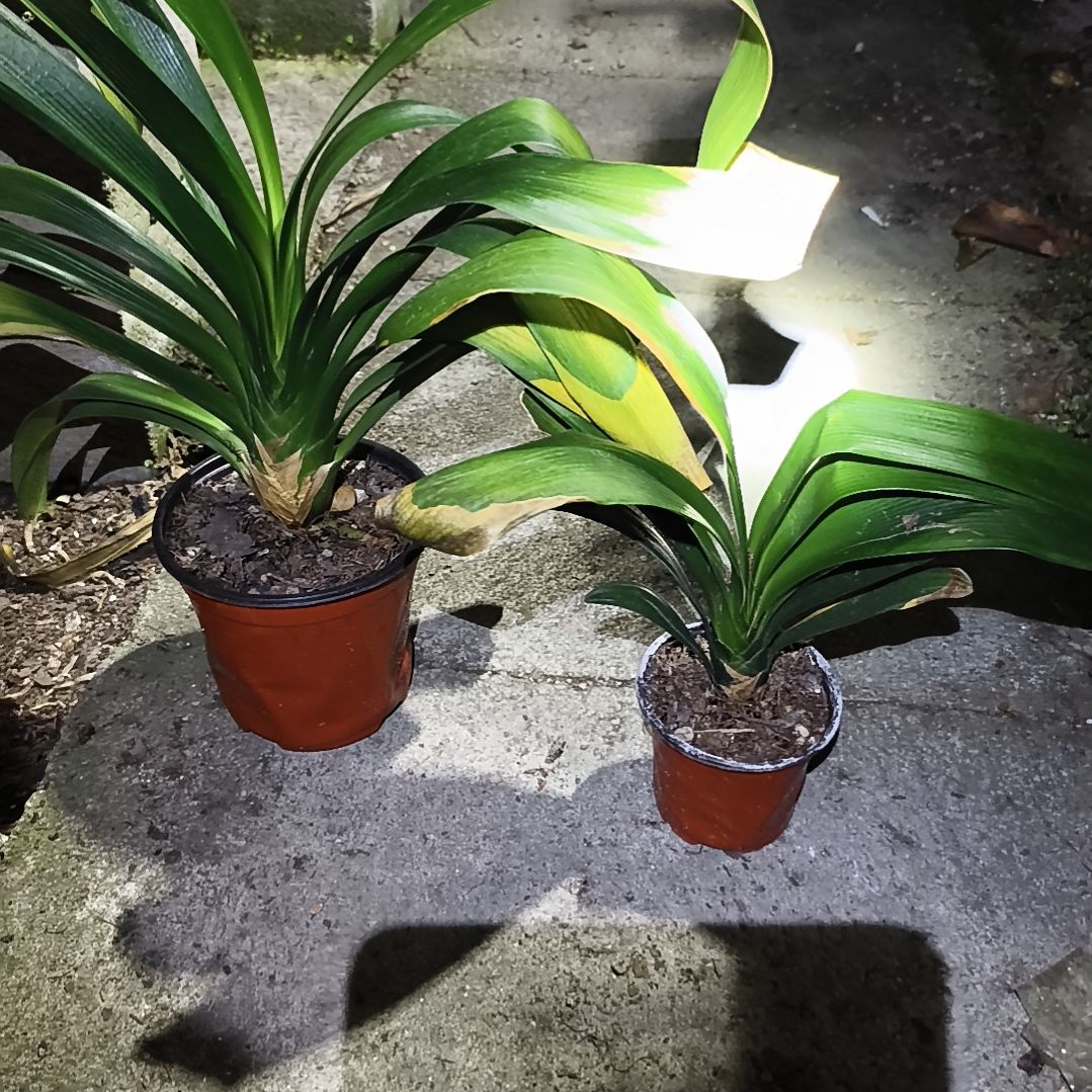 好***来完全开放盲盒大苗残叶无售后