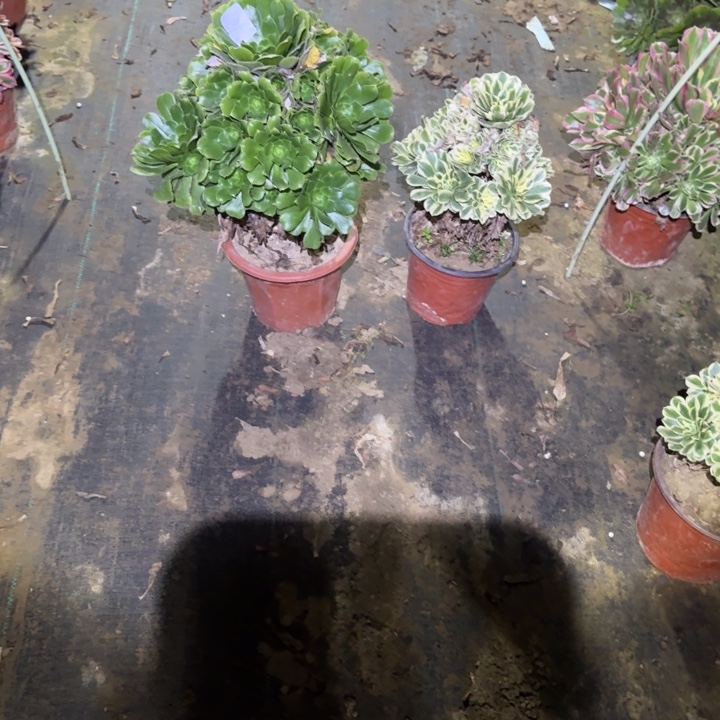 一单包邮不包侧枝131