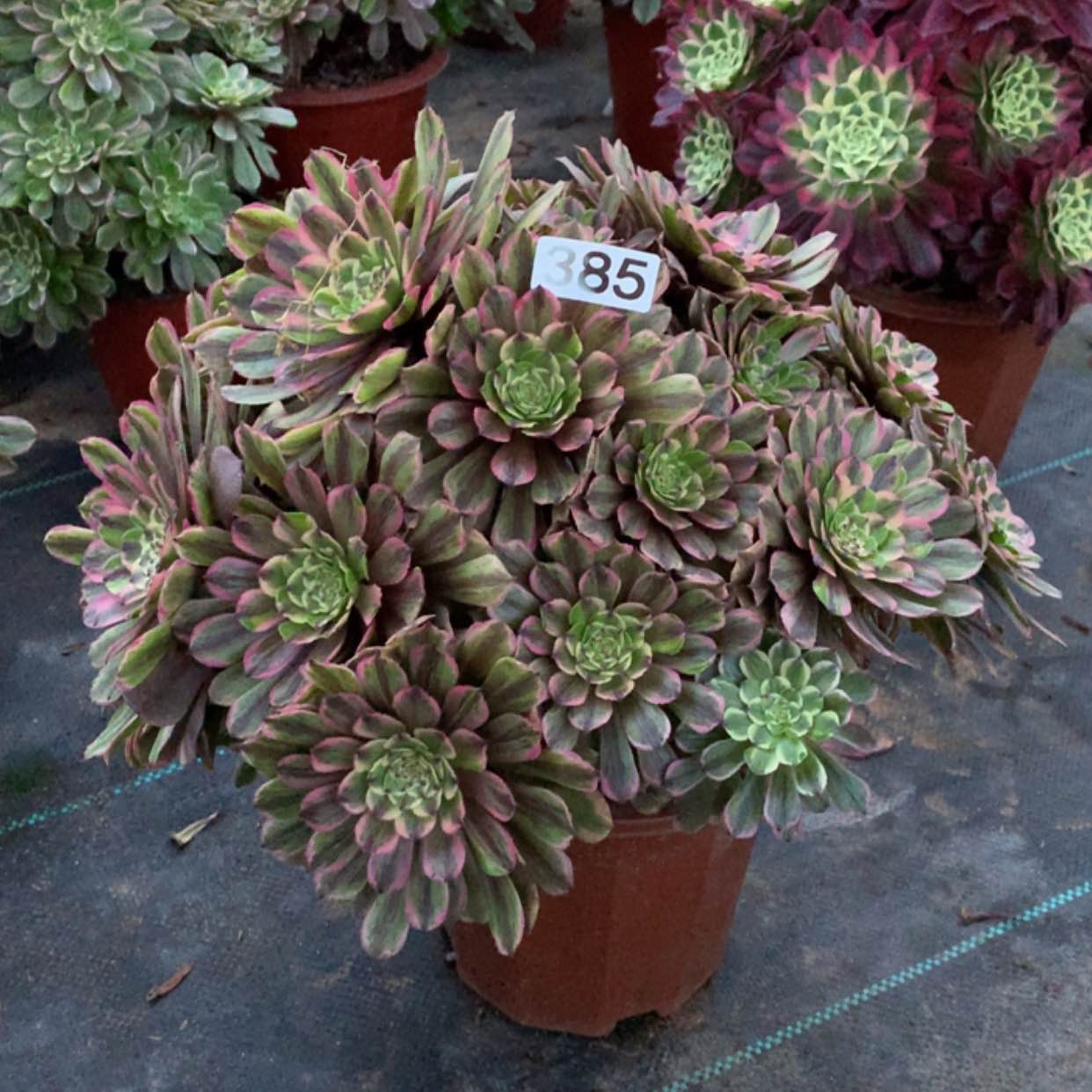 【闪购商品】385粉黛