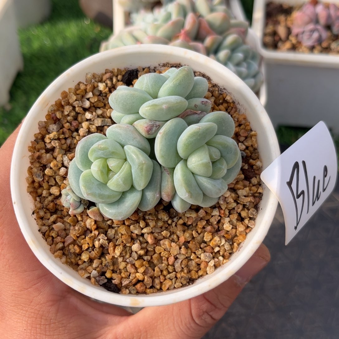 Blue专拍冰玉群生