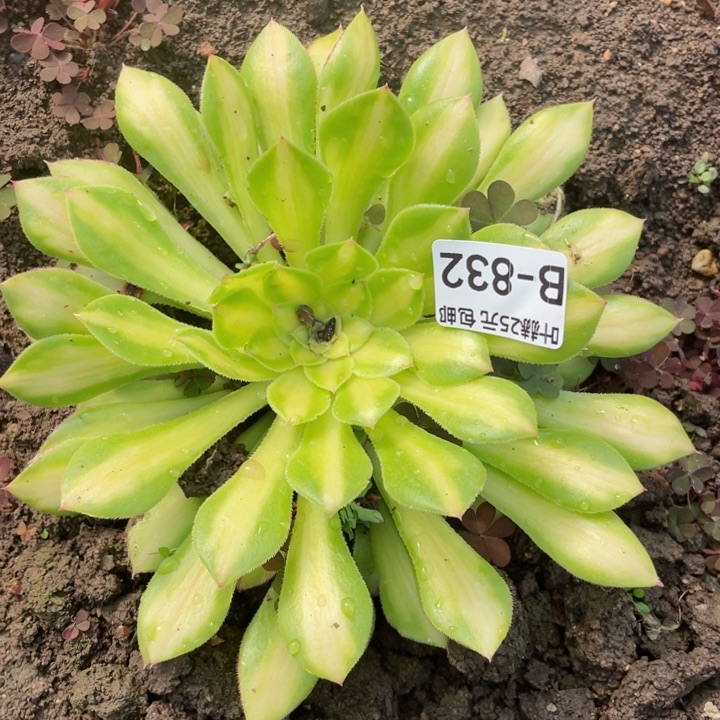 832知否2代多肉1，12345678