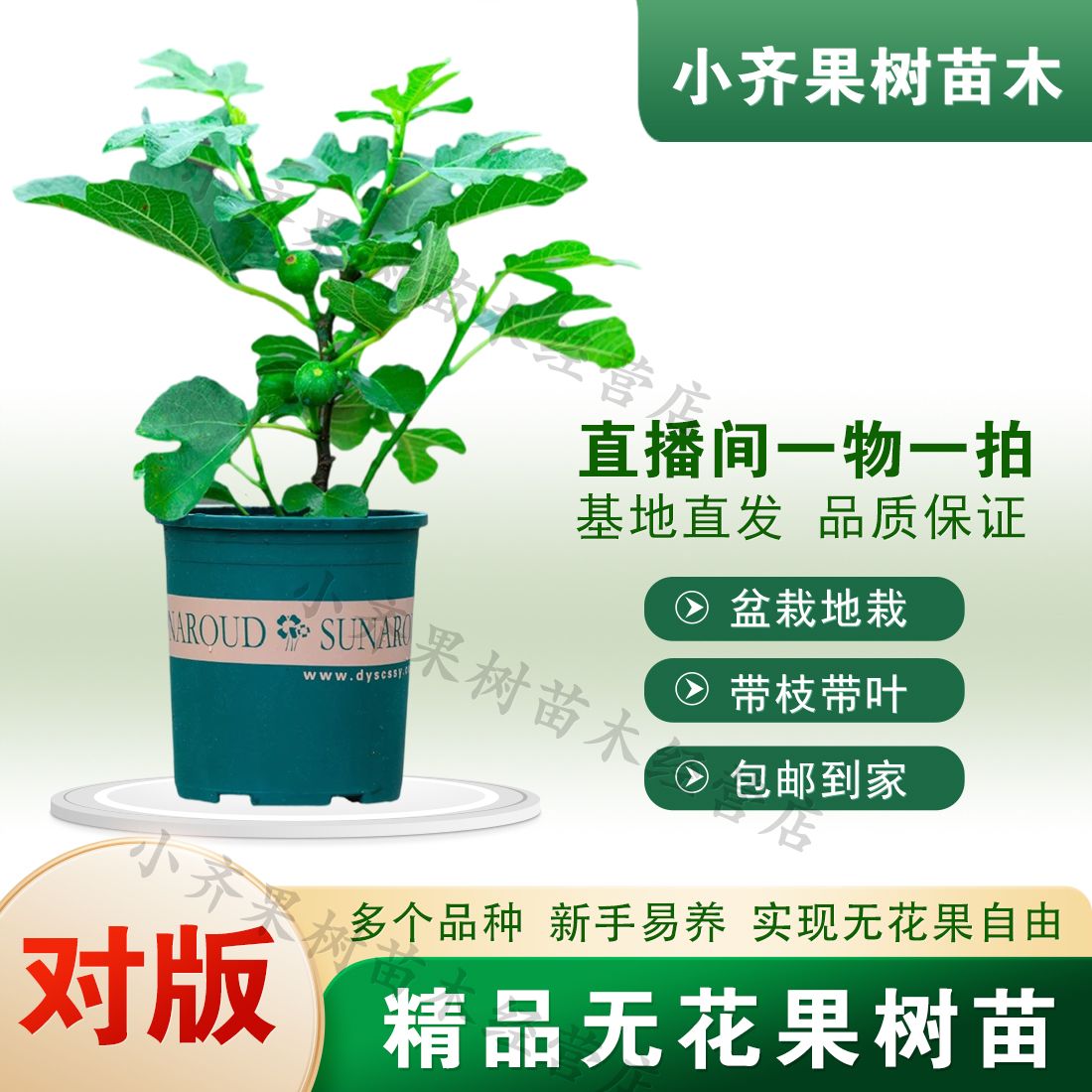 无花果树苗南北方种植盆栽地栽土球基地直发