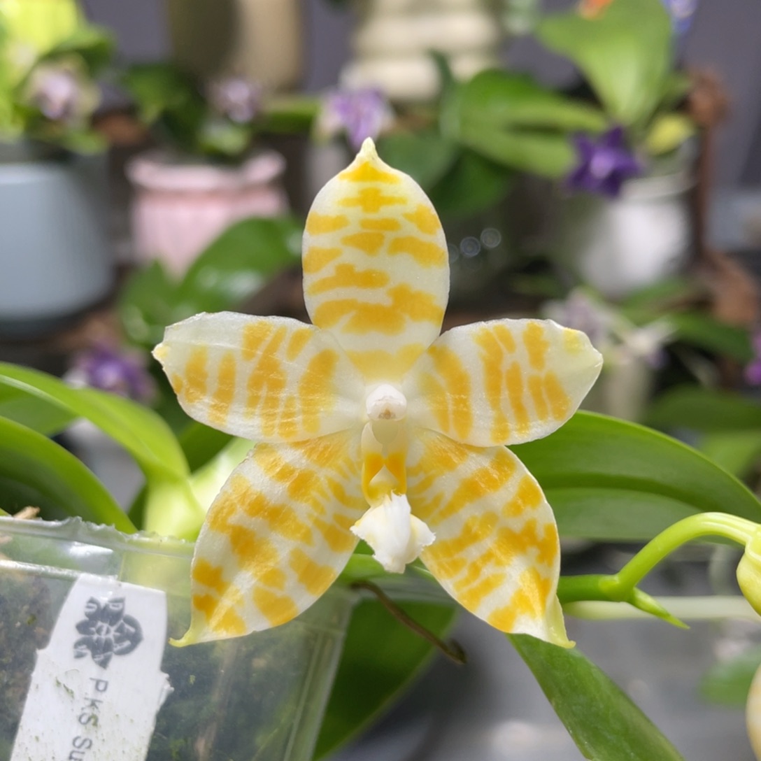 完全开放黄金斑马，2.5杯开花株