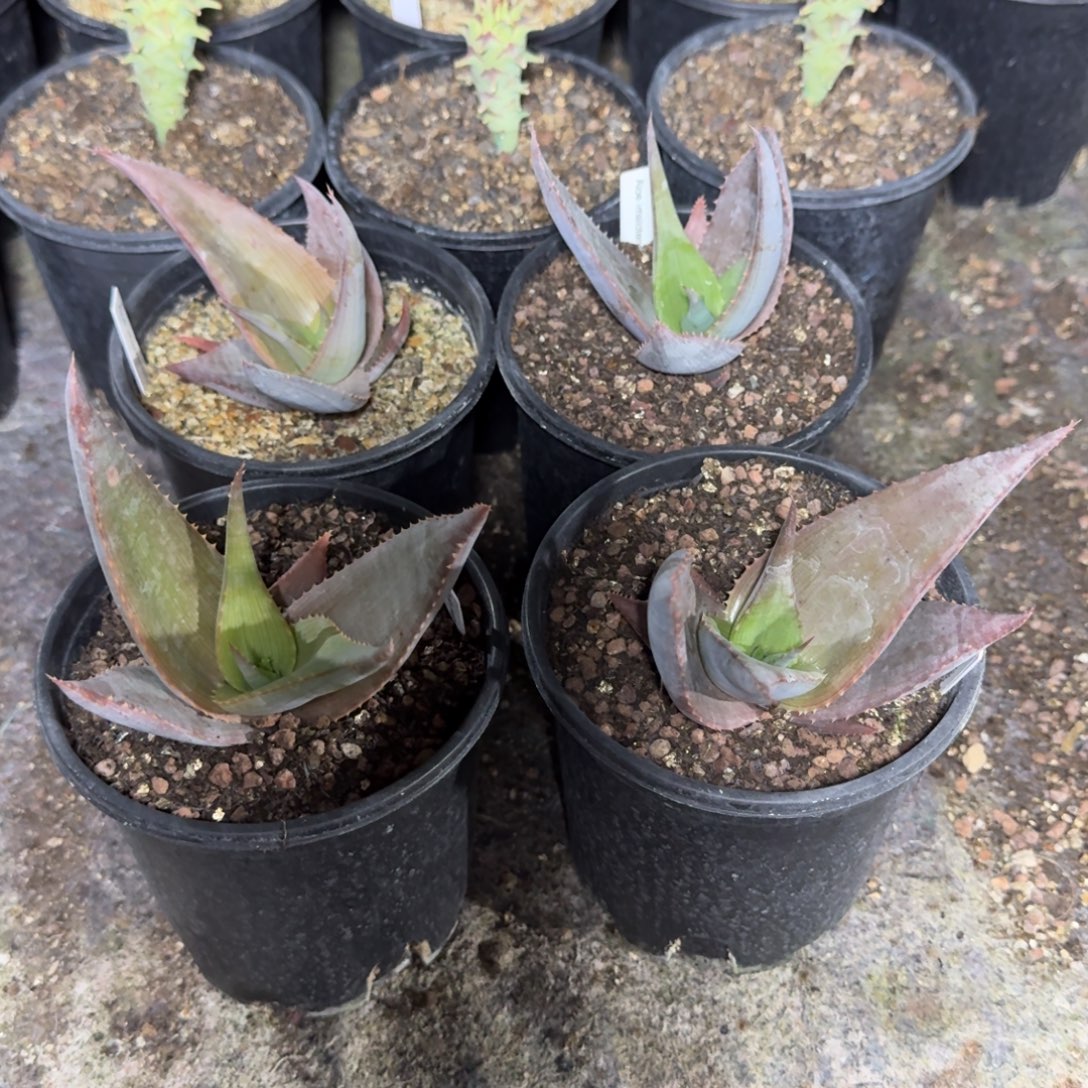 伊玛洛特芦荟量拍1棵