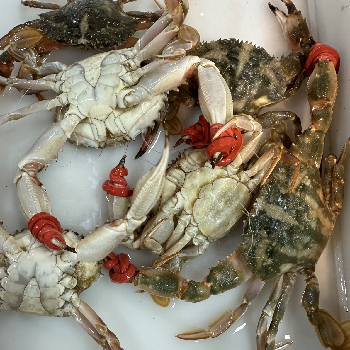 【大花盖蟹】【9分肥每只1/2两每斤5/8】不保腿甲全【保鲜不保活】