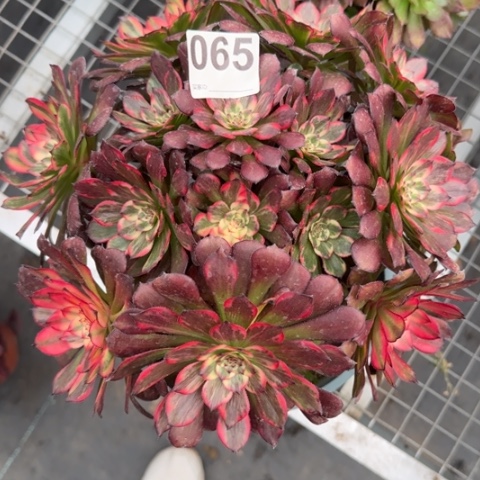 好**绵065烟花朵朵25厘米左右