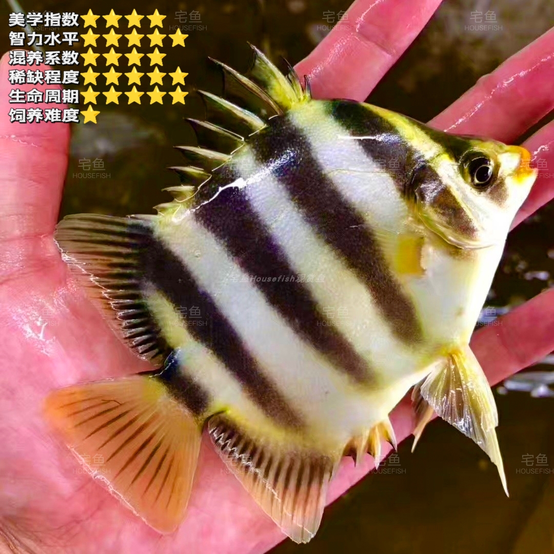 【心机BOY】非洲金古鱼 淡水热带观赏鱼非洲金鼓鱼热带鱼观赏鱼直播