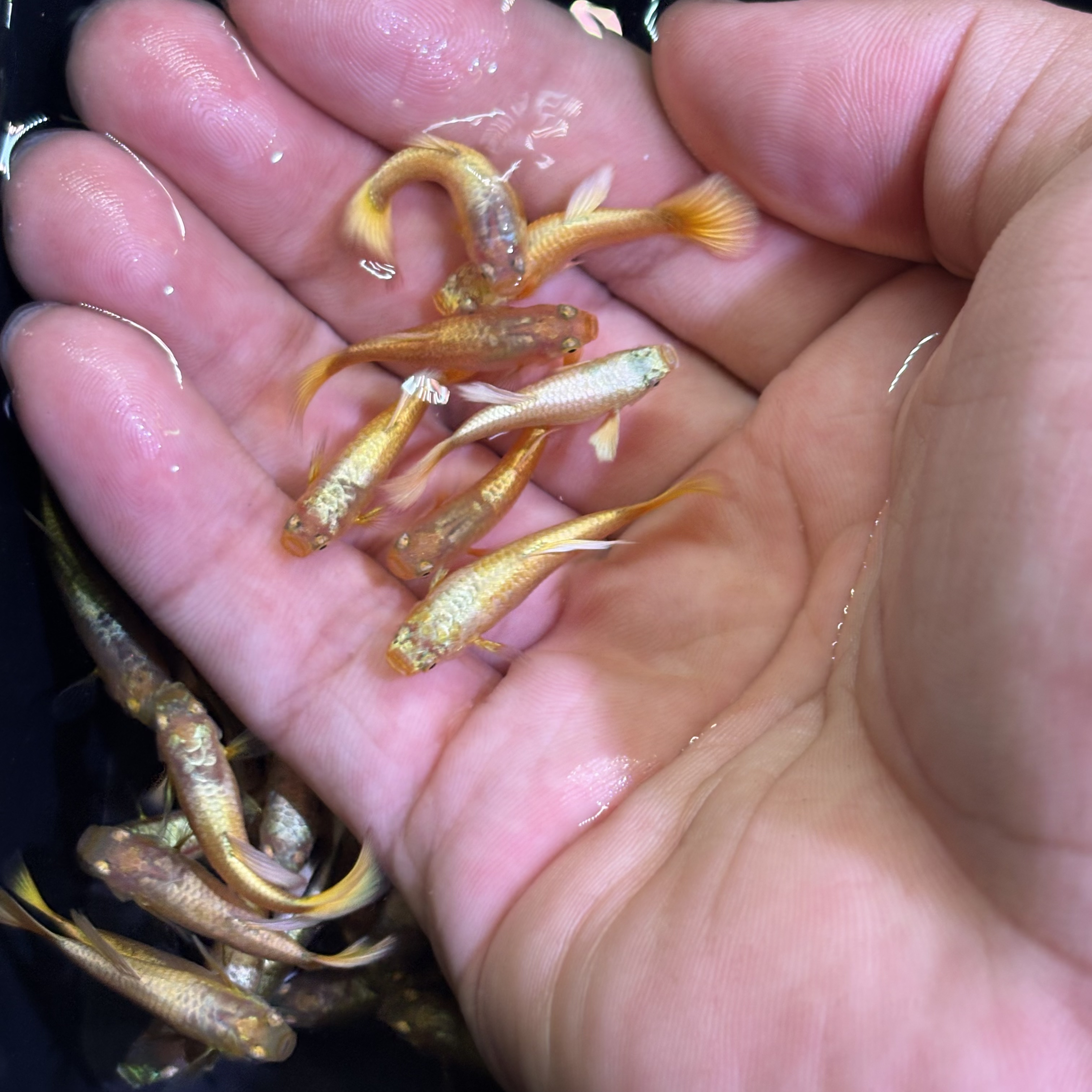 满麟黄金孔雀鱼小型热带观赏鱼皮实好养耐活