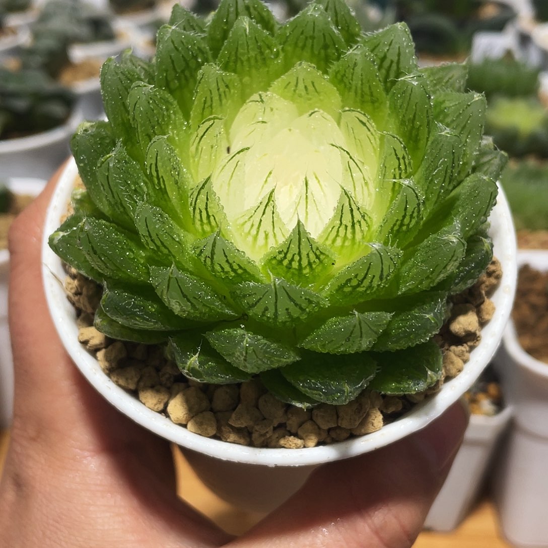 万象盆大号白莲花