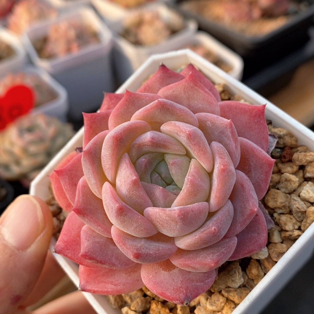 精品多肉一物一拍不包整37