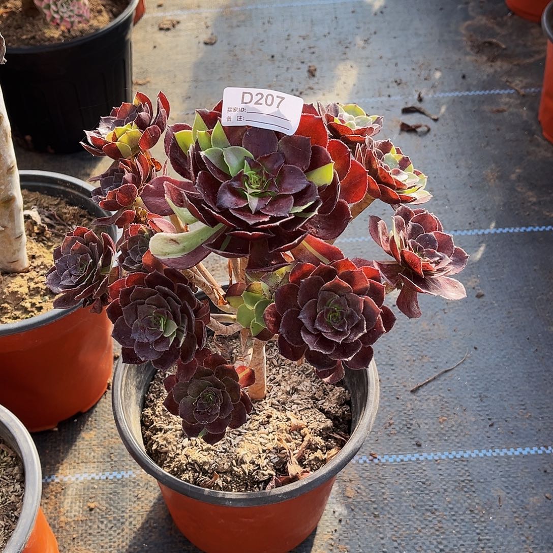 多肉植物207花花公子