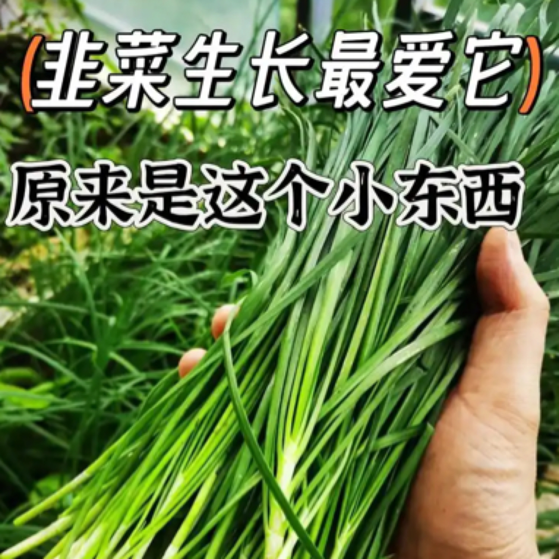 【1.5斤韭菜➕1.5斤蒿子杆】现拔现发 北京本地菜绿色蔬菜