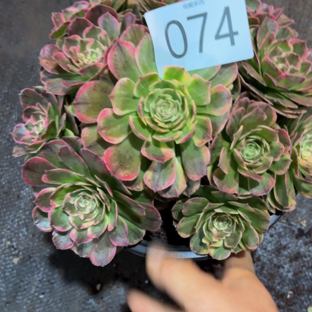 哈哈多肉葡萄福利 074