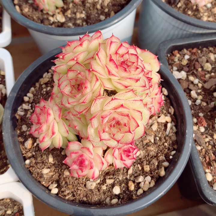 情人8cm不包整群