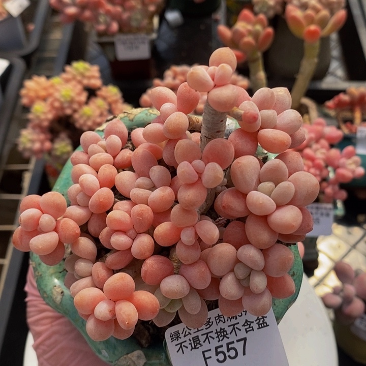 鱼子酱老桩9cm557多肉植物