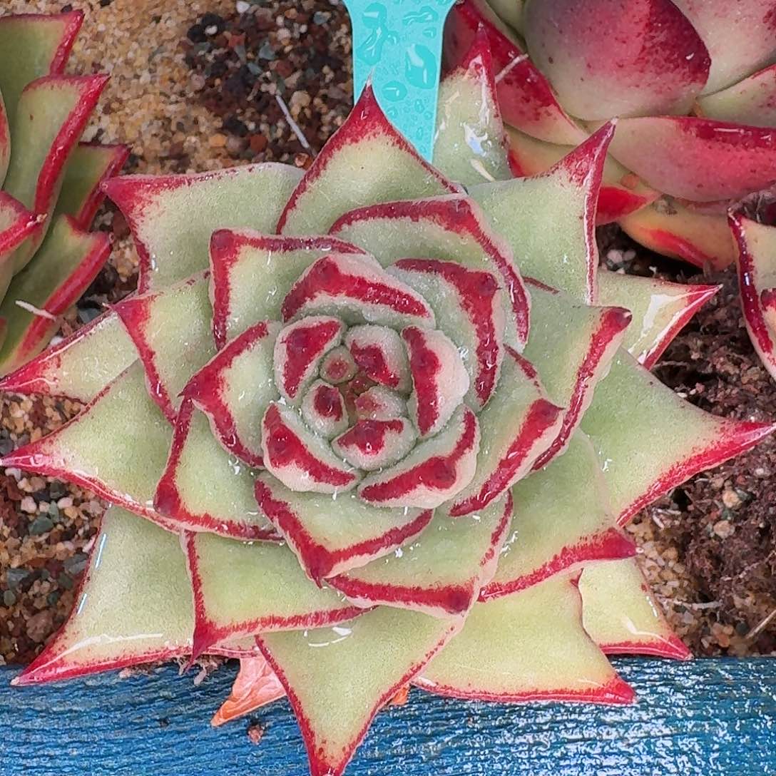 从前慢花园多肉0130-278