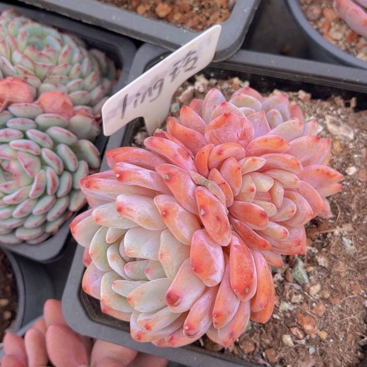 健健康康平平安安