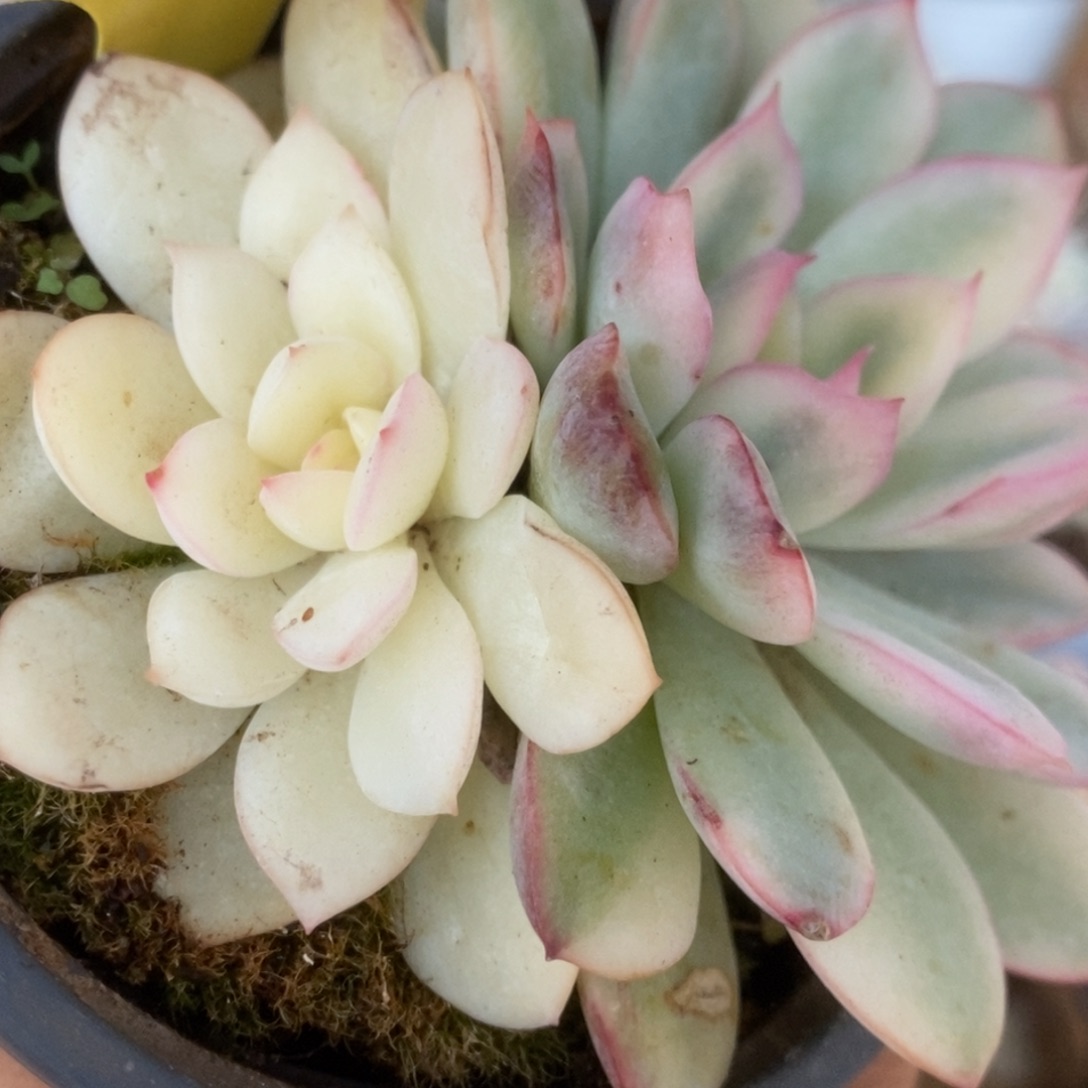 253雨燕座锦锦锦锦锦