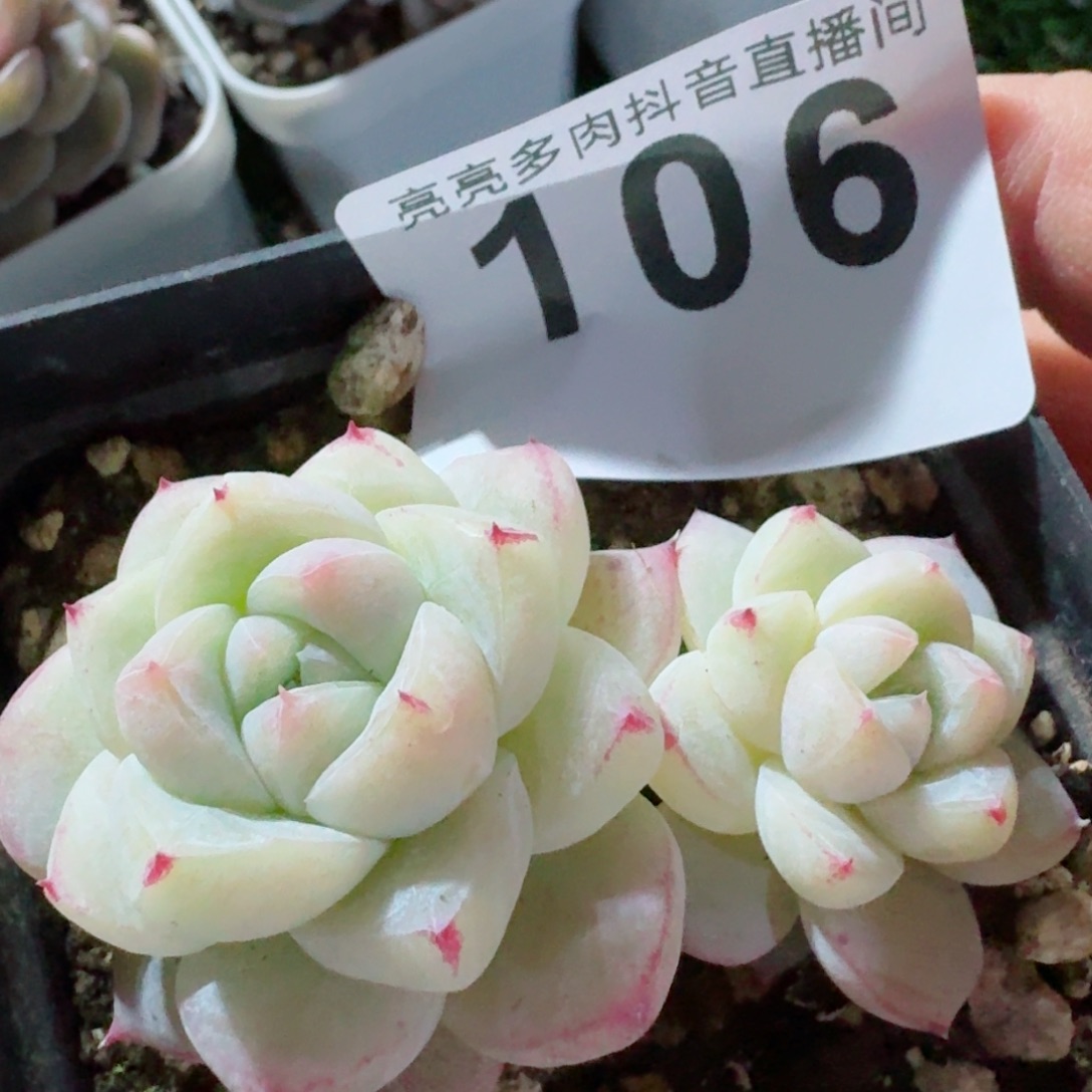 白泽         精品多肉