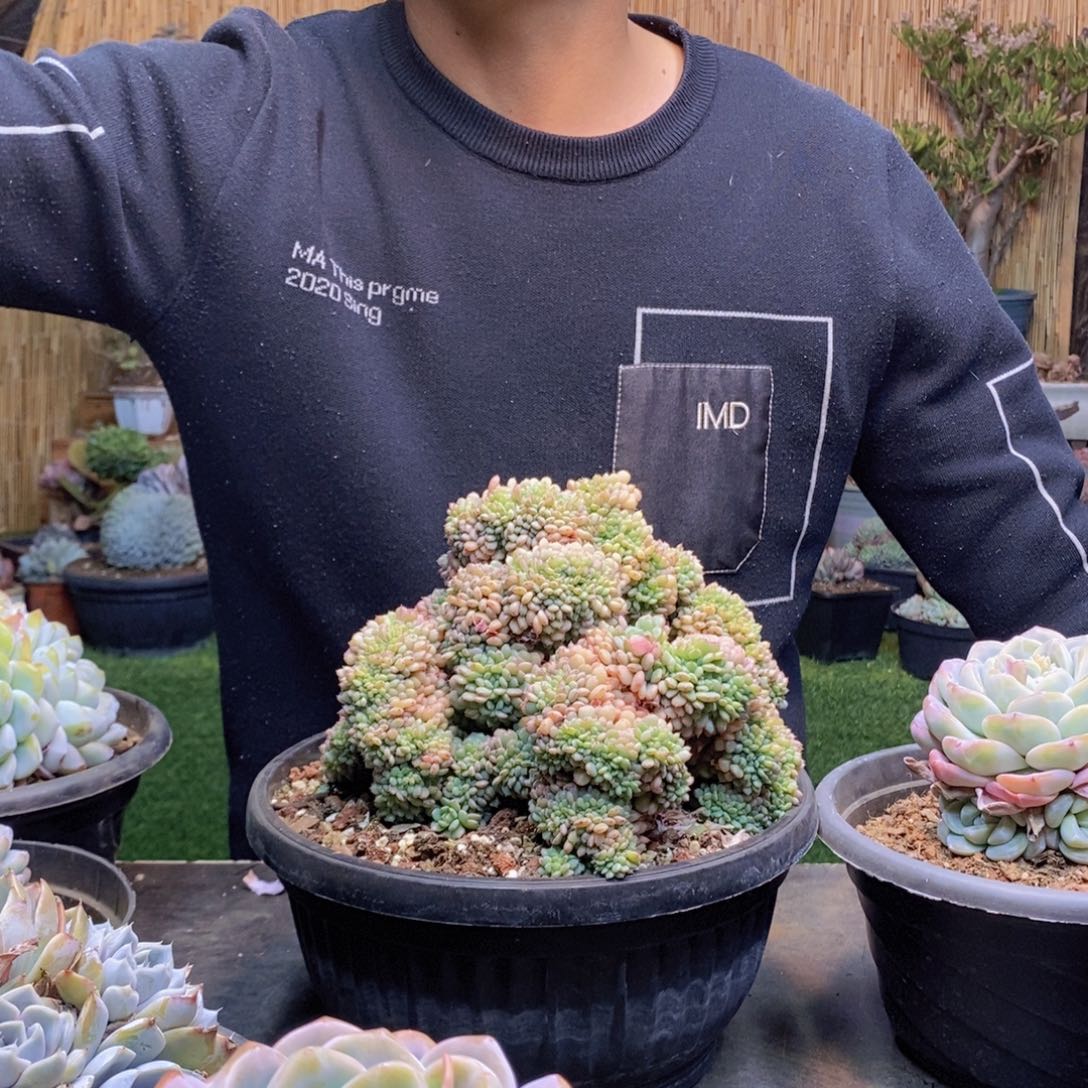 小**子A78号白胖子缀