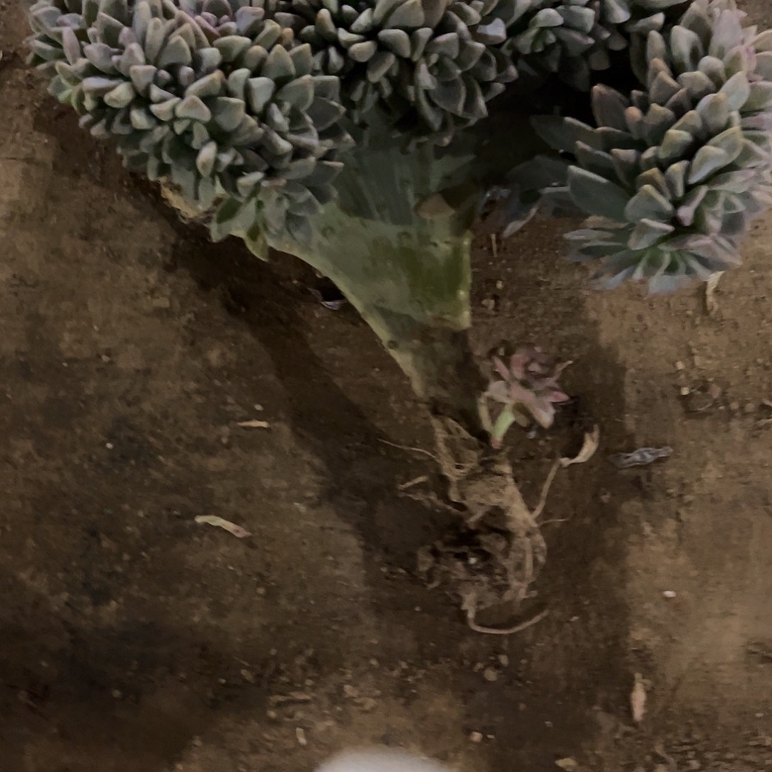 年***儿74号淡雪缀化一物一拍