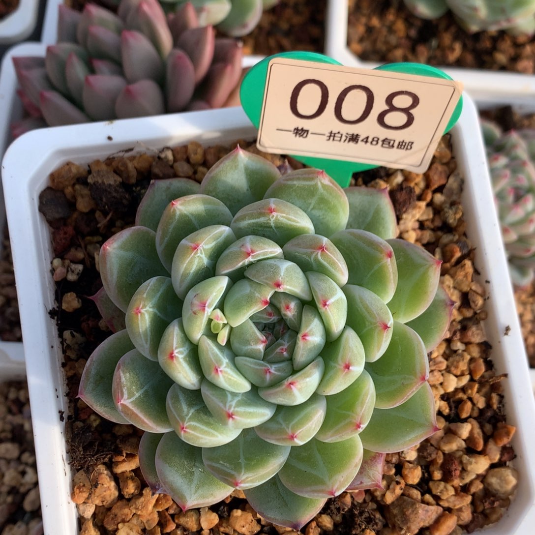 雪花珍妮单头一物一拍008