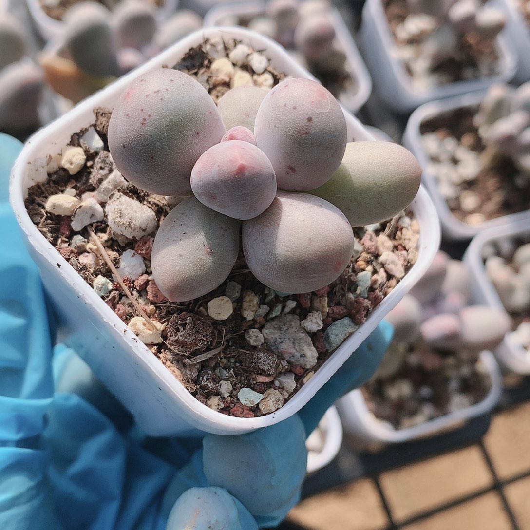 米可奶酪一物一拍