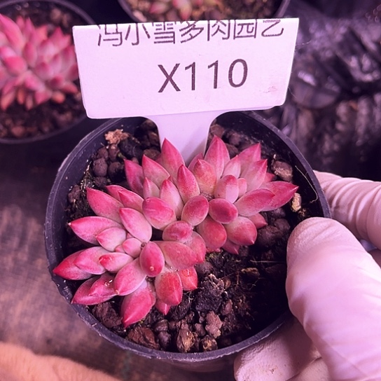 我是第一百个为妖刀应援的阴阳师