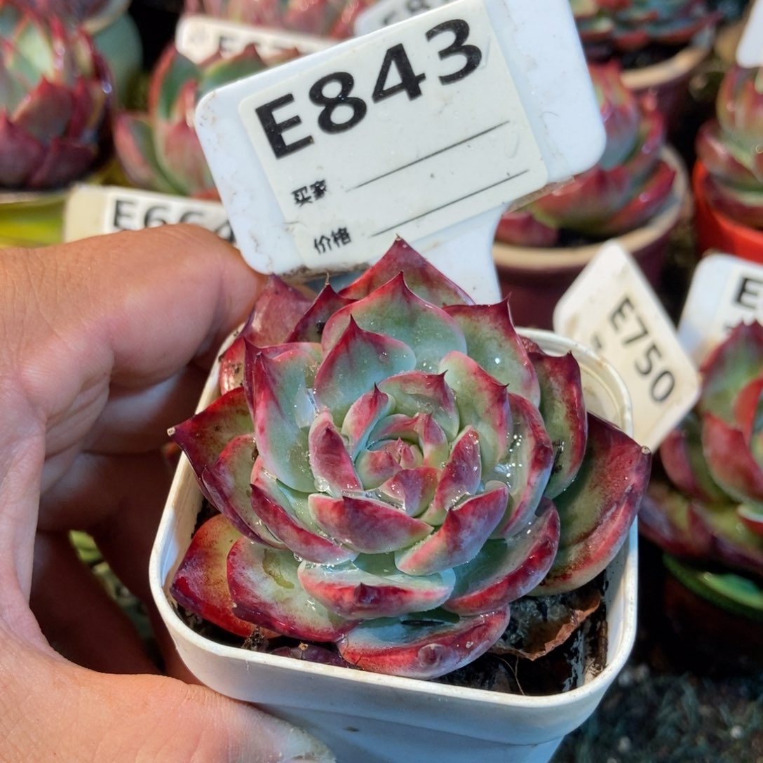 惊鸿一瞥843号楼