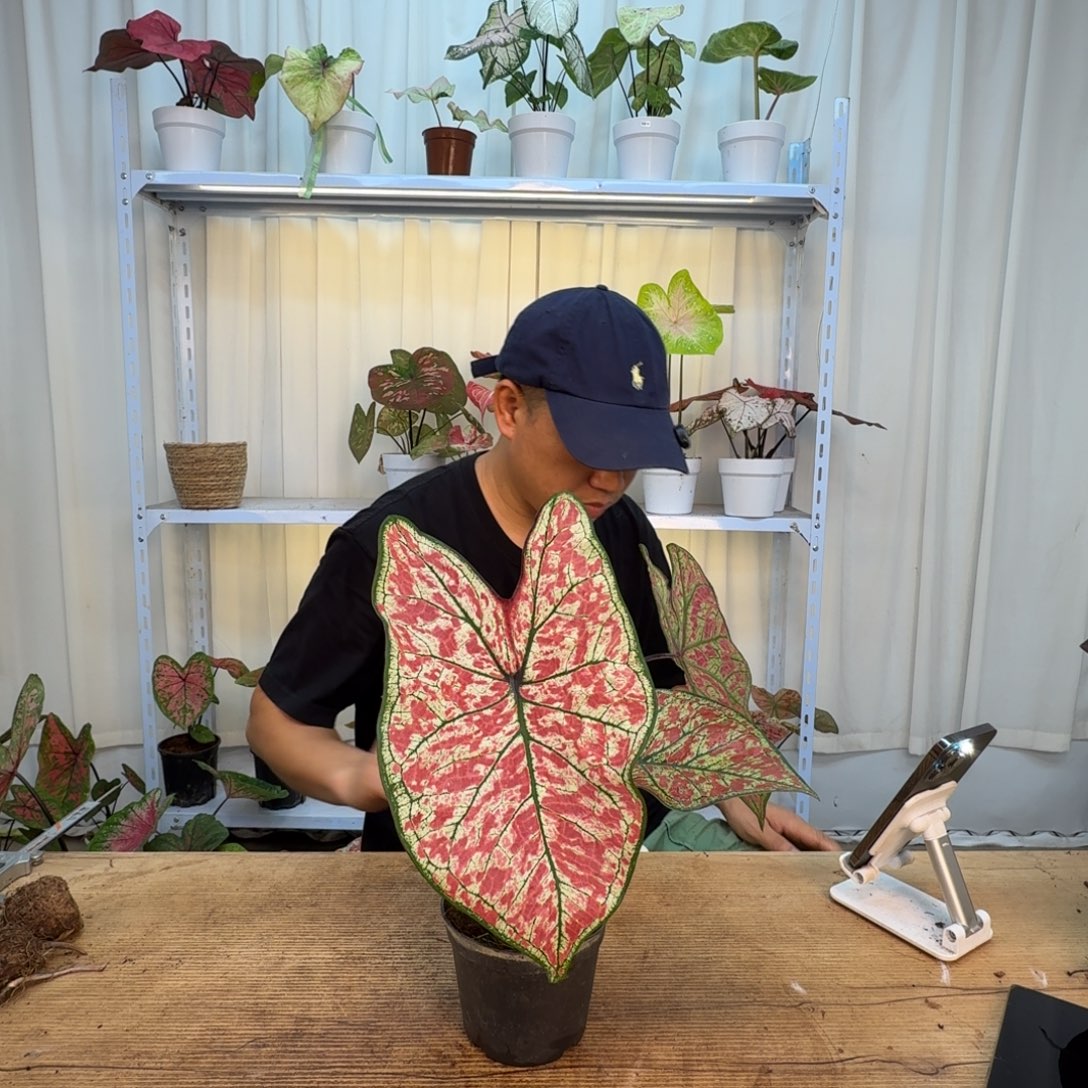 无花朵胭脂    1567