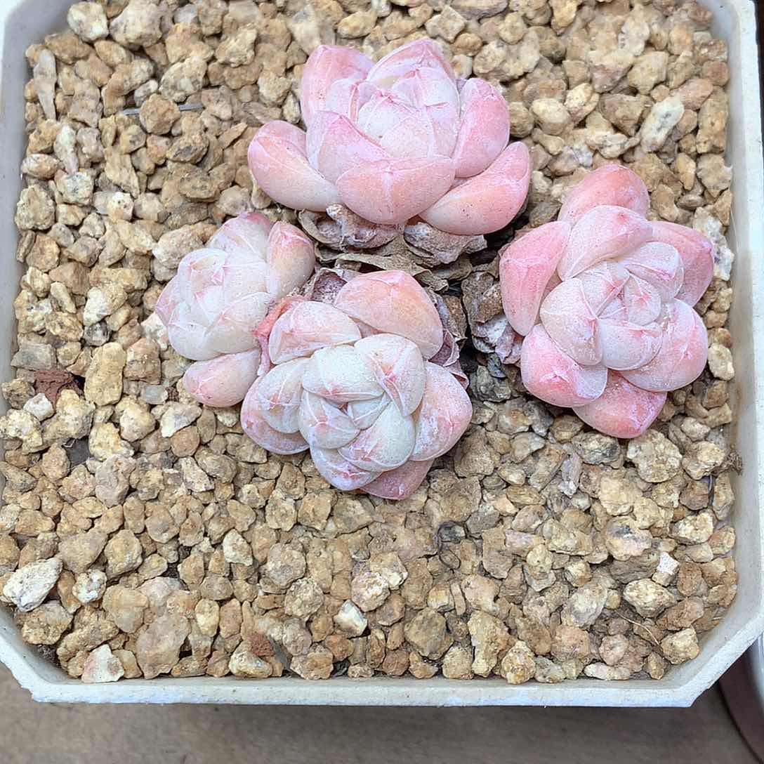 冰玉冰玉冰玉冰玉冰玉
